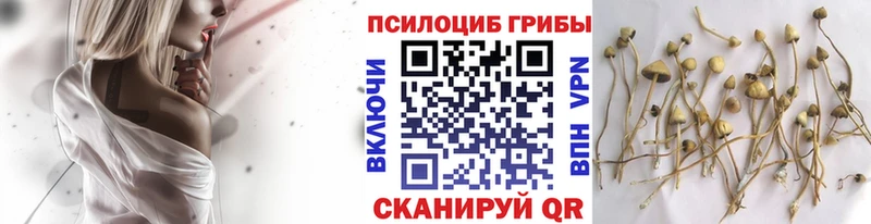 Псилоцибиновые грибы Psilocybe  хочу наркоту  Медвежьегорск 